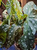 Begonia Maculata megadot, Ophalen of Verzenden, Halfschaduw, Minder dan 100 cm
