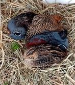 Gezocht chinese dwergkwartel broedei, Meerdere dieren, Overige soorten