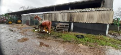 Paardenboxen te koop, Dieren en Toebehoren, Stalling en Weidegang, Stalling