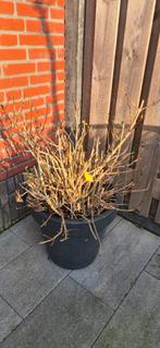 3 Grote Hortensia's te koop, Vaste plant, Halfschaduw, Zomer, Ophalen