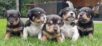Jack Russells pups, Dieren en Toebehoren, Jack Russell Terriër, 8 tot 15 weken, CDV (hondenziekte), Meerdere