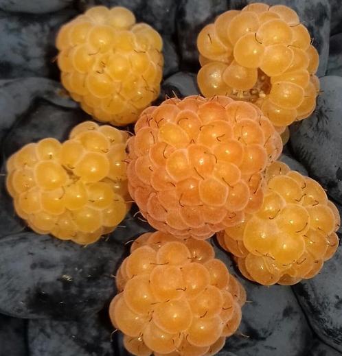 Gele herfstframboos planten, Tuin en Terras, Planten | Fruitbomen, Overige soorten, 100 tot 250 cm, Halfschaduw, Zomer, Ophalen