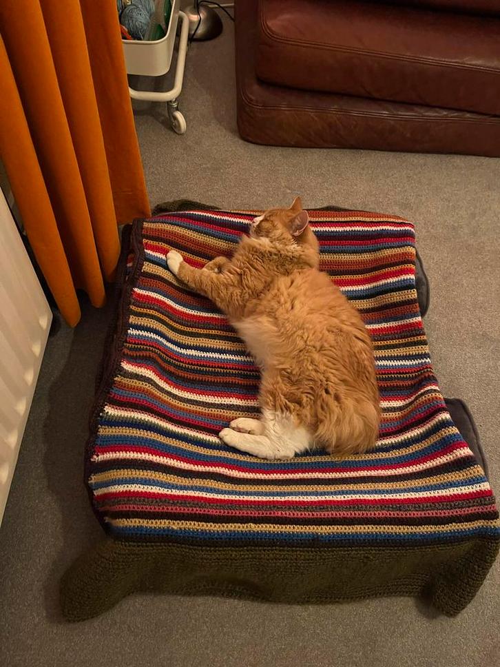 Vermist in Brummen rood witte langharige poes, Dieren en Toebehoren, Vermiste en Gevonden Dieren, Kat