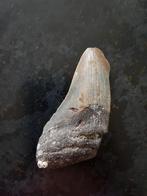 Haaientand megalodon fossiel haai 11.5 cm hoog. Origineel!, Ophalen of Verzenden, Fossiel