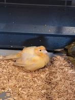 Jonge kanarie pop., Dieren en Toebehoren, Vogels | Kanaries, Vrouwelijk, Kleurkanarie