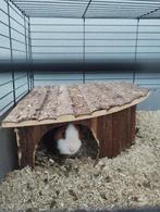 cavia, Dieren en Toebehoren, Januari, Mannelijk, Cavia