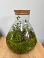 Ecosysteem planten terrarium, Overige soorten, Minder dan 100 cm, Ophalen of Verzenden, Halfschaduw