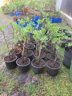 5 Rode bessen (Ribus) planten te koop voor 2,50 euro, Tuin en Terras, Planten | Tuinplanten, Zomer, Vaste plant, Fruitplanten