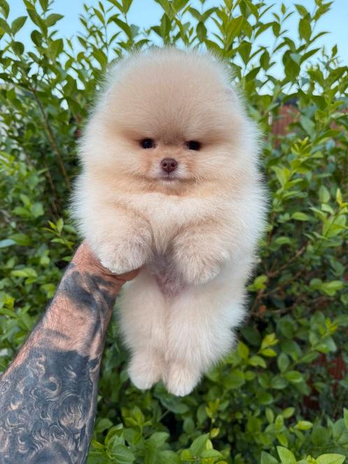 Pomeriaan, Dieren en Toebehoren, Honden | Poolhonden, Keeshonden en Oertypen, Reu, Keeshond, Fokker | Professioneel, Eén hond