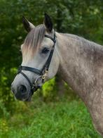 Verzorger pony gezocht, Ophalen