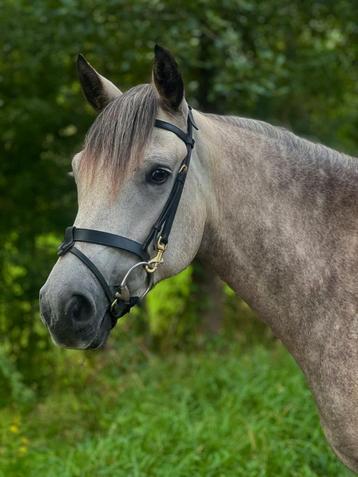 Verzorger pony gezocht beschikbaar voor biedingen