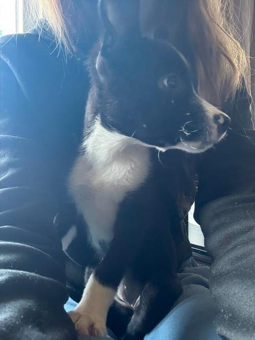 Puppy, Dieren en Toebehoren, Honden | Chihuahua's en Gezelschapshonden, Teef, Overige rassen, Particulier, Eén hond, Nederland