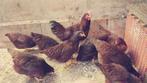 Trio red island, Dieren en Toebehoren, Pluimvee, Meerdere dieren, Kip