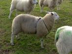 Swifter dekram, Dieren en Toebehoren, Schapen, Geiten en Varkens, Mannelijk, Schaap, 0 tot 2 jaar
