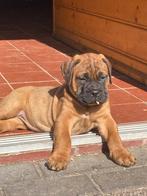 Bullmastiff pups met stamboom, Dieren en Toebehoren, CDV (hondenziekte), 8 tot 15 weken, Meerdere, Nederland