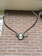 Oud Edelhert Gewei op een kunstschedel Mancave Jacht b16, Verzamelen, Dierenverzamelingen, Ophalen, Gebruikt, Hert, Gewei of Kop