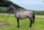 3 jarige merrie, Dieren en Toebehoren, Pony's, Merrie, 3 tot 6 jaar