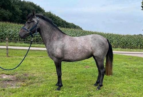 3 jarige D pony merrie, Dieren en Toebehoren, Pony's, Merrie, 3 tot 6 jaar