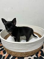 Pomchi pup teefje chihuahua x pomeriaan puppy 💕🐶🐾, Dieren en Toebehoren, Honden | Chihuahua's en Gezelschapshonden, Rabiës (hondsdolheid)