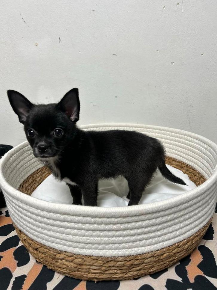 Pomchi pup teefje chihuahua x pomeriaan puppy 💕🐶🐾, Dieren en Toebehoren, Honden | Chihuahua's en Gezelschapshonden, Teef, Chihuahua