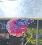 Betta splendens halfmoon, Vis, Zoetwatervis