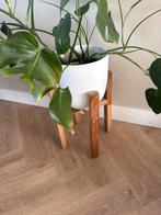 Monstera Deliciosa met Standaard, Overige soorten, In pot, Minder dan 100 cm, Groene kamerplant