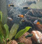Verschillende kleuren jonge platy's, Vis, Zoetwatervis