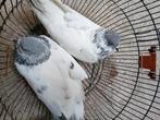 Pakistaanse hoogvliegers te koop, Dieren en Toebehoren, Vogels | Duiven, Meerdere dieren