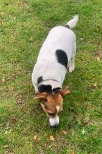 jack russell pups, Dieren en Toebehoren, Rabiës (hondsdolheid), Jack Russell Terriër, 8 tot 15 weken, Meerdere dieren