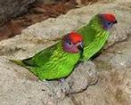 viooltjes lori 2025, Dieren en Toebehoren, Vogels | Parkieten en Papegaaien, Mannelijk, Papegaai, Geringd