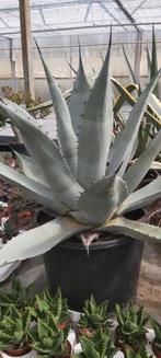 Agave planten, Tuin en Terras, Planten | Tuinplanten, Vaste plant, Ophalen of Verzenden, Overige soorten, Bloeit niet