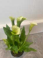 Calla te koop groot, Ophalen of Verzenden, Overige soorten, Minder dan 100 cm