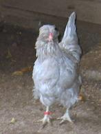 1 Volwassen Araucana Hen, Dieren en Toebehoren, Pluimvee, Vrouwelijk, Kip