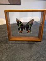 Urania Ripheus vlinder in lijst, Ophalen of Verzenden, Zo goed als nieuw