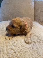 Knappe Labradoodle pups mini, Dieren en Toebehoren, Honden | Niet-rashonden, 8 tot 15 weken, Meerdere, Meerdere dieren, Klein