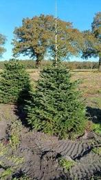 DEN, Abies nordmanniana Nordmannspar Zilverspar Solitair, Tuin en Terras, Overige soorten, Volle zon, Vaste plant, Ophalen of Verzenden