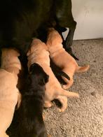Zeer mooie labrador pups te koop (zwart/blond/red fox), Dieren en Toebehoren, Honden | Retrievers, Spaniëls en Waterhonden, 8 tot 15 weken