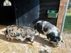 2 Hangbuikzwijntjes, Dieren en Toebehoren, Meerdere dieren, Varken, 3 tot 5 jaar