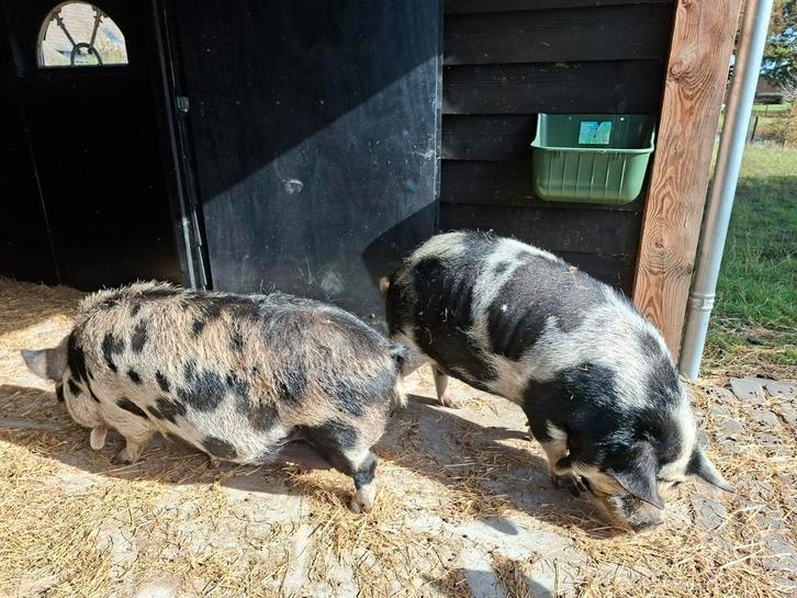 2 Hangbuikzwijntjes, Dieren en Toebehoren, Schapen, Geiten en Varkens, Varken, Meerdere dieren, 3 tot 5 jaar