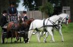Lieve kinderpony te Koop, Ruin, Niet van toepassing, B pony (1.17m tot 1.27m), Met stamboom
