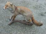 Opgezette Vos    Opgezette  Dieren   vos op Boomstam, Verzamelen, Dierenverzamelingen, Ophalen of Verzenden, Wild dier, Opgezet dier