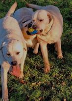 Labrador retriever pup blond redfox teefje/reutje, Dieren en Toebehoren, Honden | Retrievers, Spaniëls en Waterhonden, 8 tot 15 weken