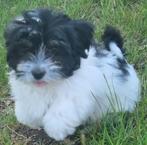 schattige   bichon havanezer puppys, België, Particulier, Rabiës (hondsdolheid), Overige rassen