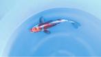 Japanse koi karper 29cm "Doitsu Beni Kikokuryu", Karper of Koi