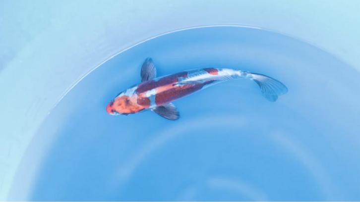 Japanse koi karper 29cm "Doitsu Beni Kikokuryu", Dieren en Toebehoren, Vissen | Vijvervissen, Karper of Koi
