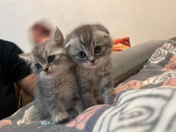 Cute kitten British x Scottich, Dieren en Toebehoren, Katten en Kittens | Overige Katten, Poes