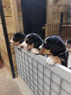 Kosteloze inschrijving Pups Entlebucher Sennenhond, Dieren en Toebehoren, Honden | Setters en Staande honden, Overige rassen, 8 tot 15 weken