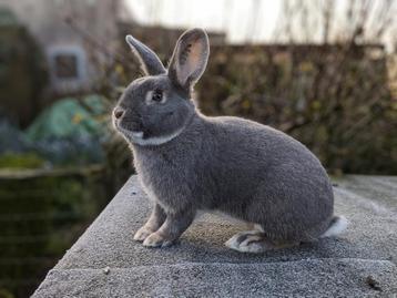 Parelfeh rammetje beschikbaar voor biedingen