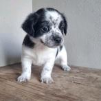 Te koop mooie boomer pups, Overige rassen, 8 tot 15 weken, Meerdere, Meerdere dieren
