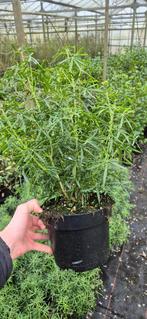 Choisya white dazzler, Ophalen, Overige soorten, Struik, Minder dan 100 cm